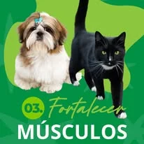 Fortalecer músculos VetLife