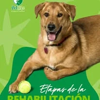 Etapas de rehabilitación VetLife