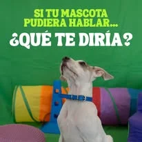 Pregunta de mascota VetLife